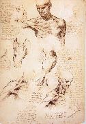 LEONARDO da Vinci, The muscles of Thorax and shoulders in a lebnden person